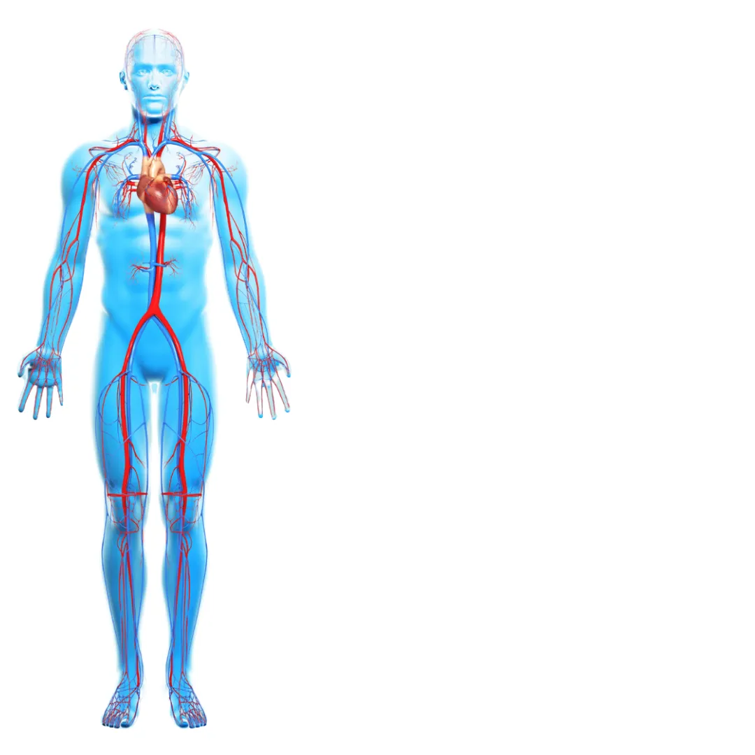 Illustration of a human body showing the heart and blood vessels