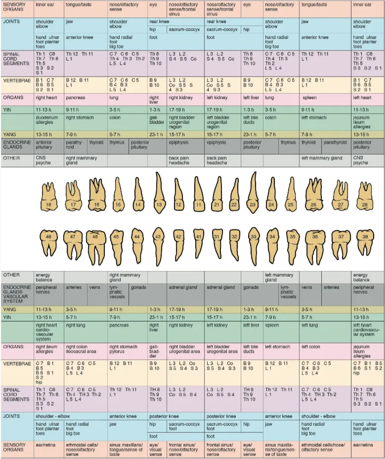 Chart of numbered upper and lower teeth with rows of linked organs, joints, vertebrae and other body areas